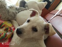 Саяногорск Инфо - Присоединённое изображение