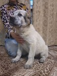 Саяногорск Инфо - Присоединённое изображение