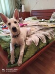 Саяногорск Инфо - Присоединённое изображение