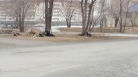 Саяногорск Инфо - Присоединённое изображение