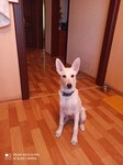Саяногорск Инфо - Присоединённое изображение