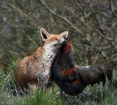 Саяногорск Инфо - Присоединённое изображение