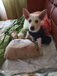 Саяногорск Инфо - Присоединённое изображение