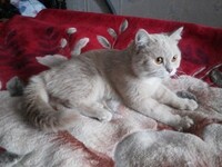 Саяногорск Инфо - Присоединённое изображение