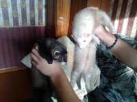 Саяногорск Инфо - Присоединённое изображение