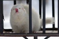 Саяногорск Инфо - Присоединённое изображение