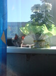 Саяногорск Инфо - Присоединённое изображение
