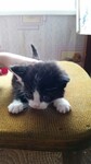 Саяногорск Инфо - Присоединённое изображение