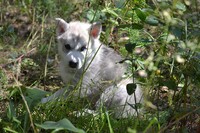 Саяногорск Инфо - Присоединённое изображение