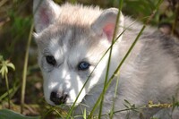 Саяногорск Инфо - Присоединённое изображение
