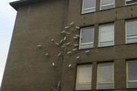 Саяногорск Инфо - Присоединённое изображение