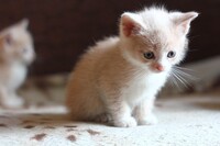 Саяногорск Инфо - Присоединённое изображение