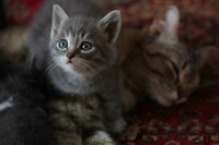 Саяногорск Инфо - Присоединённое изображение