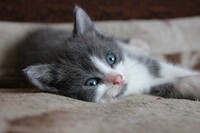 Саяногорск Инфо - Присоединённое изображение