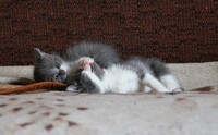 Саяногорск Инфо - Присоединённое изображение