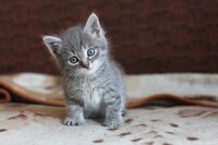 Саяногорск Инфо - Присоединённое изображение