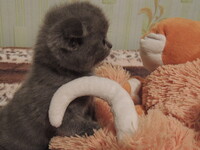 Саяногорск Инфо - Присоединённое изображение