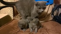 Саяногорск Инфо - Присоединённое изображение