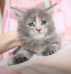 Саяногорск Инфо - Присоединённое изображение