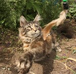 Саяногорск Инфо - Присоединённое изображение