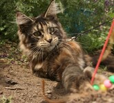 Саяногорск Инфо - Присоединённое изображение