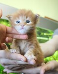 Саяногорск Инфо - Присоединённое изображение