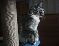 Саяногорск Инфо - Присоединённое изображение