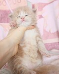 Саяногорск Инфо - Присоединённое изображение