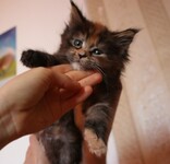 Саяногорск Инфо - Присоединённое изображение