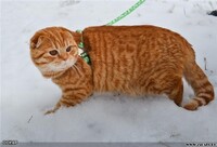Саяногорск Инфо - Присоединённое изображение