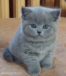 Саяногорск Инфо - Присоединённое изображение