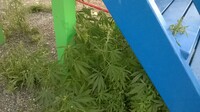 Саяногорск Инфо - Присоединённое изображение