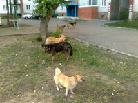 Саяногорск Инфо - Присоединённое изображение