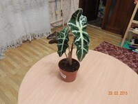 Саяногорск Инфо - Присоединённое изображение