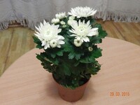 Саяногорск Инфо - Присоединённое изображение