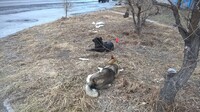 Саяногорск Инфо - Присоединённое изображение