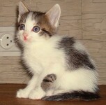 Саяногорск Инфо - Присоединённое изображение