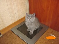 Саяногорск Инфо - Присоединённое изображение