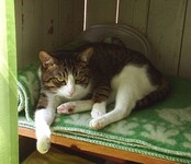 Саяногорск Инфо - Присоединённое изображение