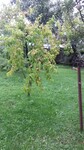 Саяногорск Инфо - Присоединённое изображение