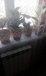 Саяногорск Инфо - Присоединённое изображение