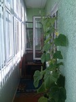 Саяногорск Инфо - Присоединённое изображение