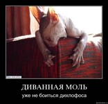 Саяногорск Инфо - Присоединённое изображение