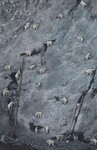 Саяногорск Инфо - Присоединённое изображение