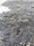 Саяногорск Инфо - Присоединённое изображение