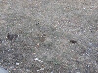 Саяногорск Инфо - Присоединённое изображение