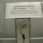 Саяногорск Инфо - Присоединённое изображение