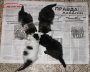 Саяногорск Инфо - Присоединённое изображение