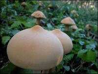 Саяногорск Инфо - Присоединённое изображение