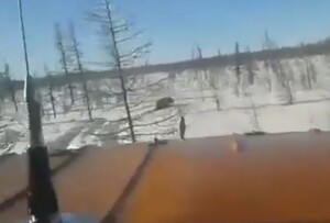 Вахтовики хладнокровно задавили медведя "Уралом" в Якутии 18+